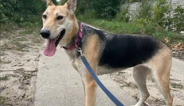 Zrzut ekranu 2025-03-18 151917.png